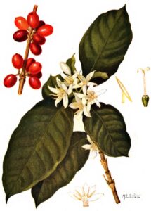 All about coffee by William H. Ukers