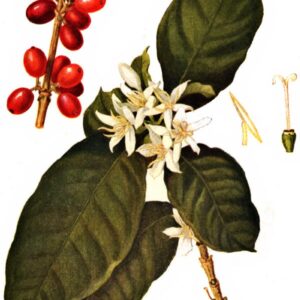 All about coffee by William H. Ukers