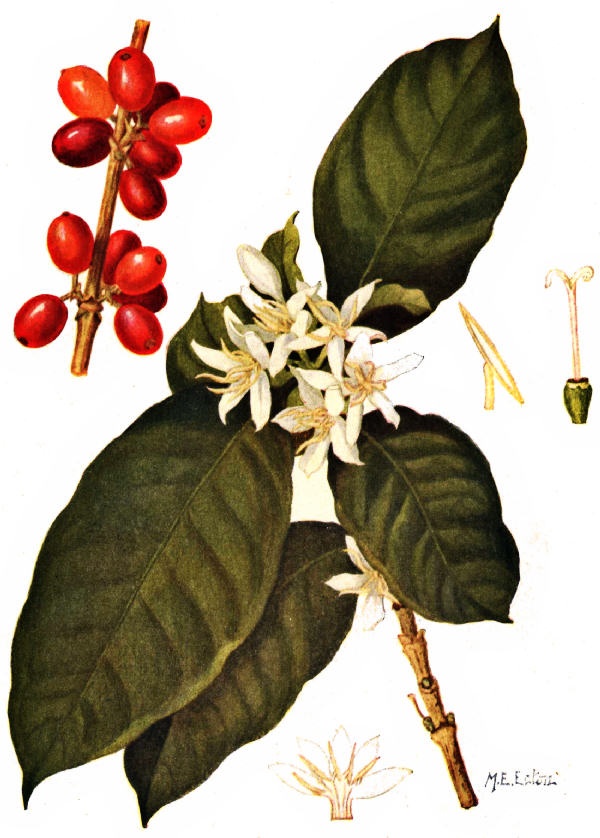 All about coffee by William H. Ukers