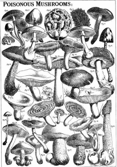 Mushroom and Toadstools by Worthington George Smith - Image 3