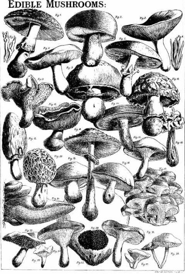 Mushroom and Toadstools by Worthington George Smith - Image 4