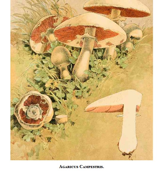 Our Edible Toadstools and Mushrooms and How to Distinguish Them - Image 2