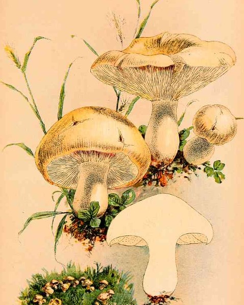 Our Edible Toadstools and Mushrooms and How to Distinguish Them - Image 3