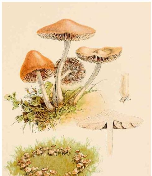 Our Edible Toadstools and Mushrooms and How to Distinguish Them - Image 4