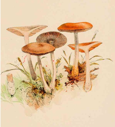 Our Edible Toadstools and Mushrooms and How to Distinguish Them - Image 5