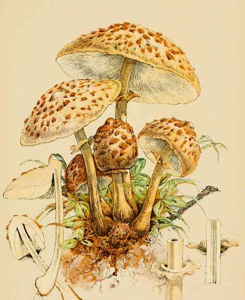 Our Edible Toadstools and Mushrooms and How to Distinguish Them - Image 6