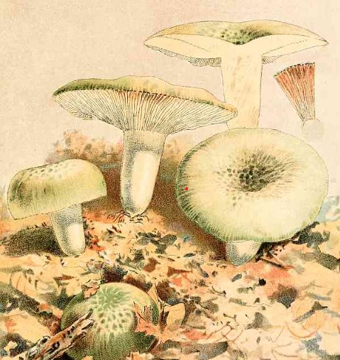 Our Edible Toadstools and Mushrooms and How to Distinguish Them - Image 7