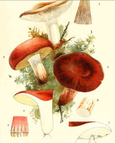 Our Edible Toadstools and Mushrooms and How to Distinguish Them - Image 8