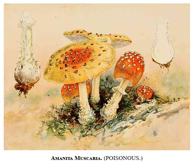 Our Edible Toadstools and Mushrooms and How to Distinguish Them - Image 9
