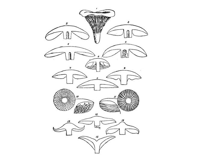 Toadstools, mushrooms, fungi, edible and poisonous; one thousand American fungi - Image 6