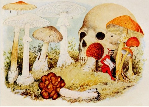 Toadstools, mushrooms, fungi, edible and poisonous; one thousand American fungi - Image 5