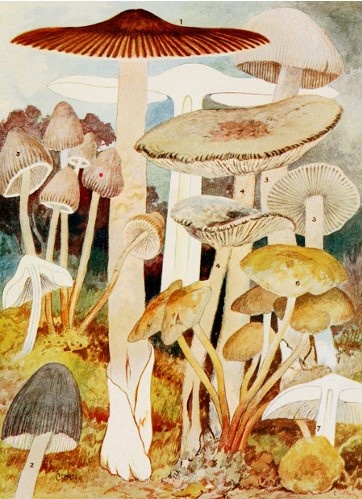 Toadstools, mushrooms, fungi, edible and poisonous; one thousand American fungi - Image 4