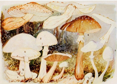 Toadstools, mushrooms, fungi, edible and poisonous; one thousand American fungi - Image 3