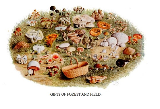 Toadstools, mushrooms, fungi, edible and poisonous; one thousand American fungi - Image 2