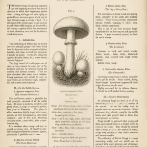 British Edible Fungi (1870) By C. J. Robinson
