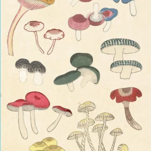 Healing Mushrooms Lined Paperback Journal Blank Notebook with Pocket Tuttle Studio (Edited by)