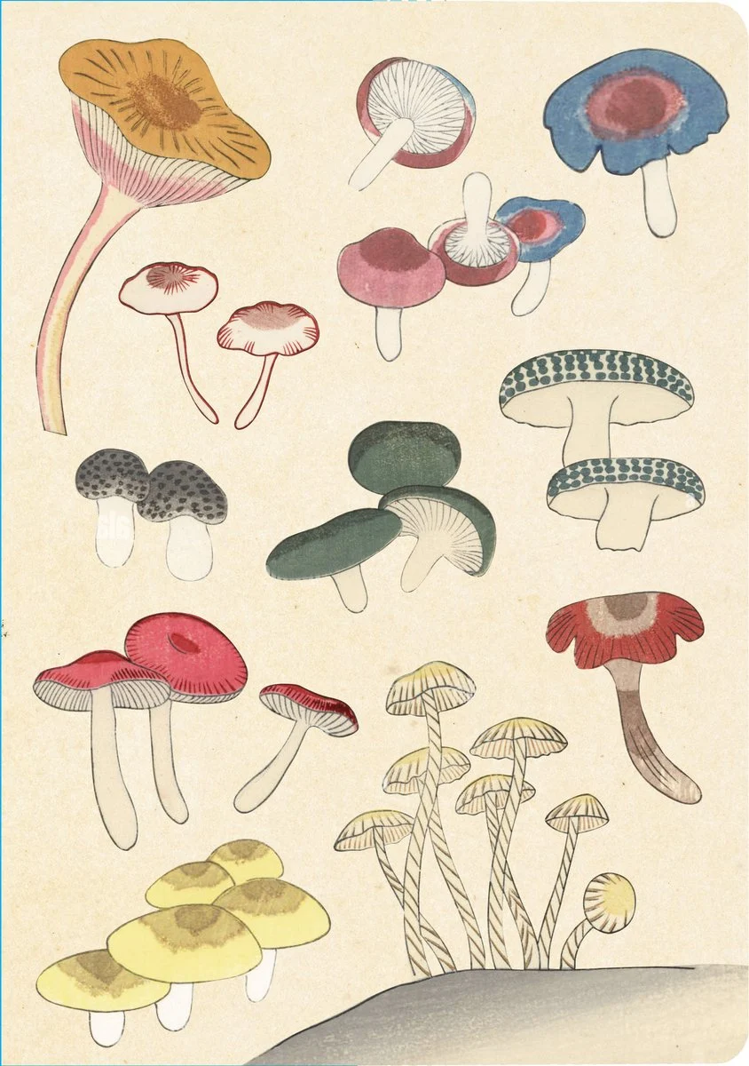 Healing Mushrooms Lined Paperback Journal Blank Notebook with Pocket Tuttle Studio (Edited by)