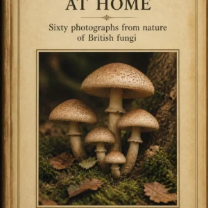 Toadstools at Home (1906) By Somerville Hastings